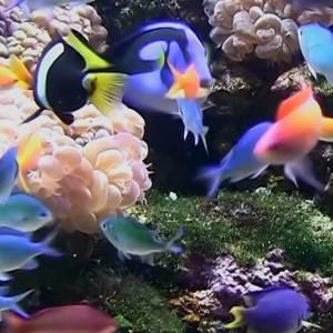 Meet your Posher, Martin